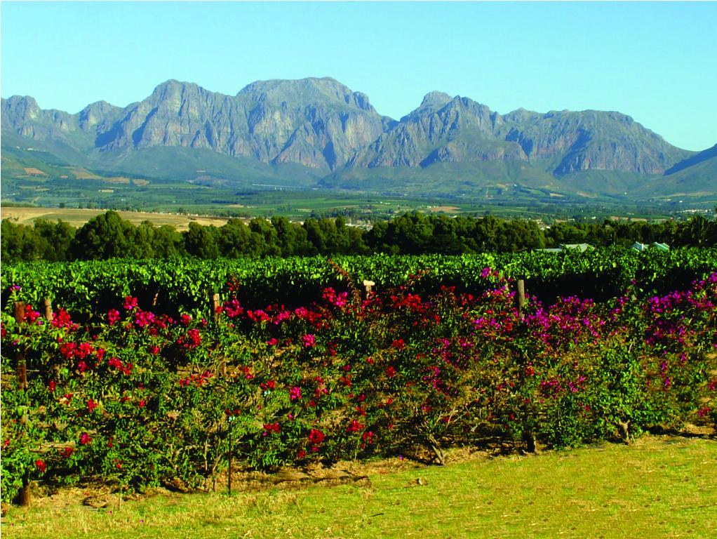 Cana Vineyard Guesthouse Paarl Esterno foto